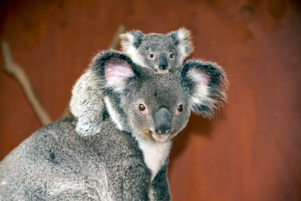 Mother and baby koalas (Phascolarctos cinereus) in Australia